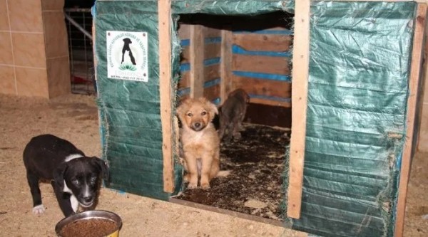 CHP'nin hayvanseverlik algısı çöktü: Sokak hayvanları için tek bir barınak bile inşa etmediler!